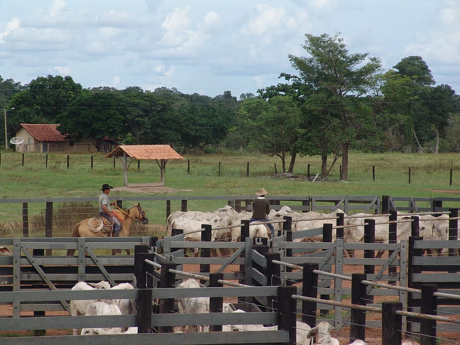 corral, boi, nellore, cattle, brazilian cattle, herd, management, HD wallpaper