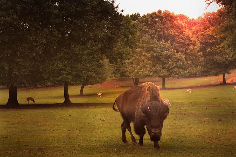 texas, meadows, buffalo, plant, tree, mammal, animal themes HD wallpaper