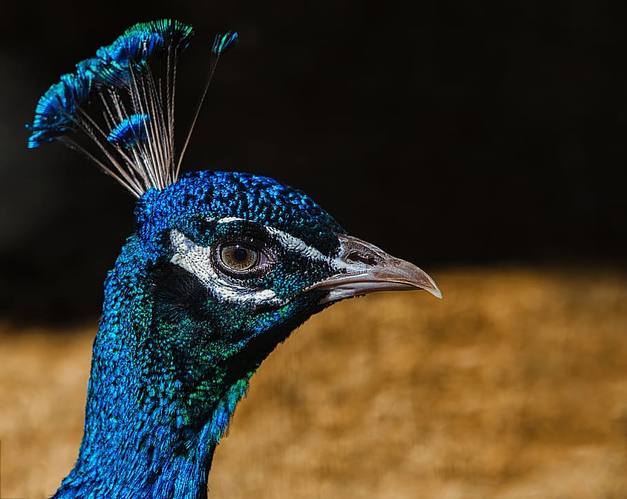 Peacock, Bird, Feathers, Animals, blue, peacock feather, one animal HD wallpaper