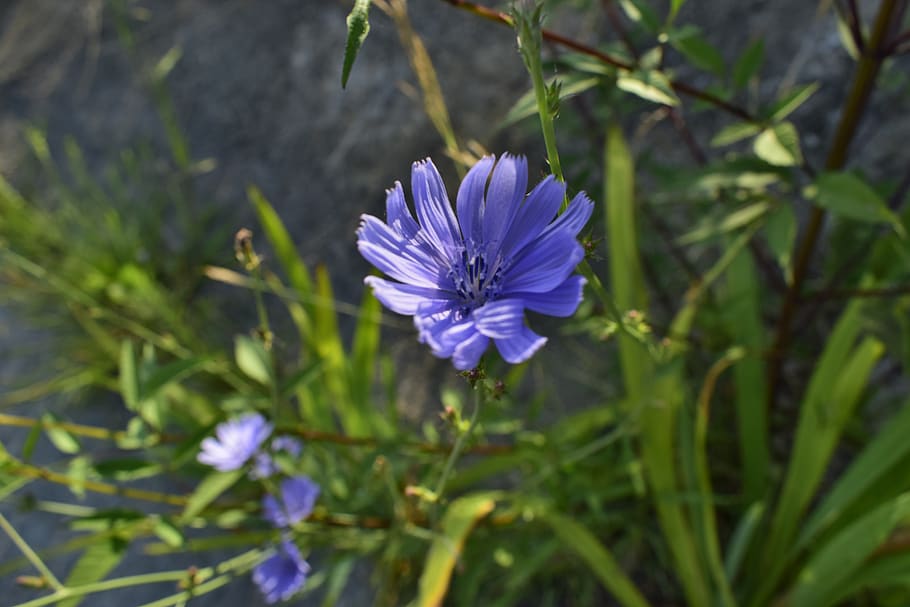 chicory, flower, nature, flowering plant, freshness, vulnerability HD wallpaper