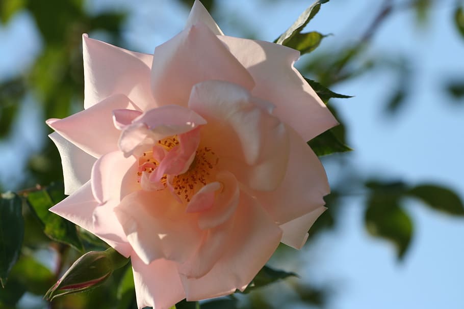 pink, blossomed, rosebush, pastel pink flower, rosebuds, flower bud, HD wallpaper