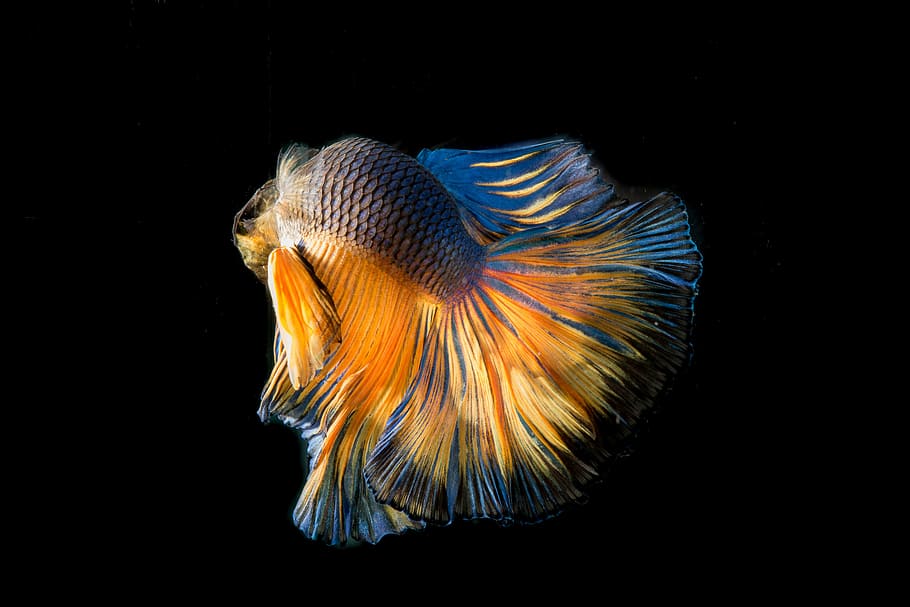 multicolored fish illustration, fighting fish, three color, battle, HD wallpaper