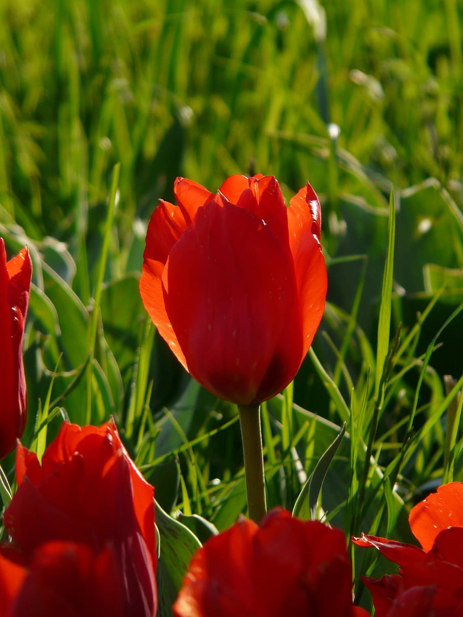 Tulip, Back Light, Evening Light, flower, blossom, bloom, plant HD wallpaper