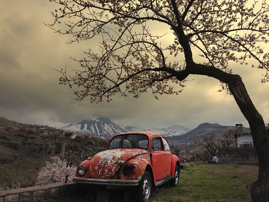 red Volkswagen Beetle beside tree, spring, bug, mountain, snow HD wallpaper