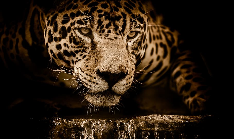 brown leopard on brown surface, jaguar, water, stalking, eyes, HD wallpaper