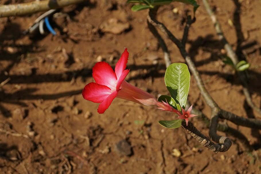Flower, Awesome, Background, Nature, red, leaf, close-up, plant HD wallpaper