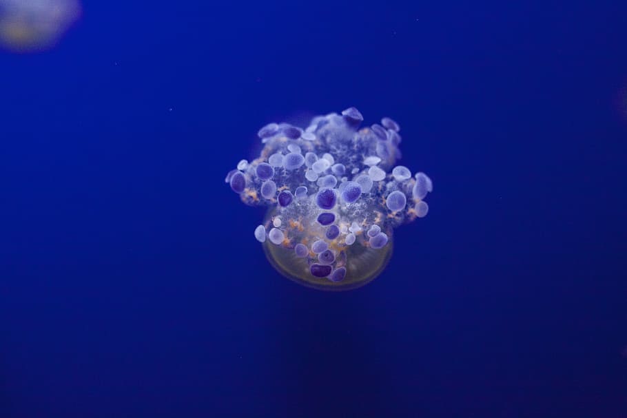 jellyfish underwater, blue jellyfish digital wallpaper, little-big HD wallpaper