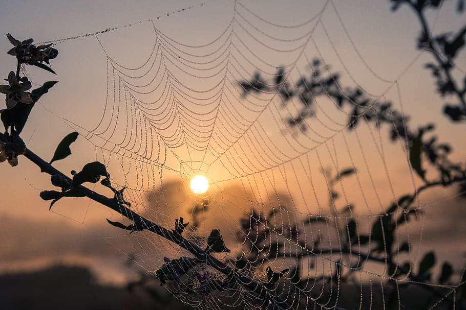 spider web close up photo, cobweb, sun, cobwebs, autumn, morgentau HD wallpaper