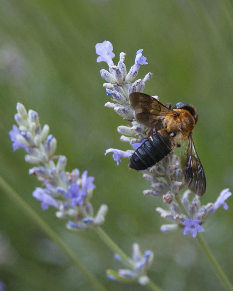 Bee, Resin, Lavender, Macro, Insect, resin bee, wing, wildlife HD wallpaper