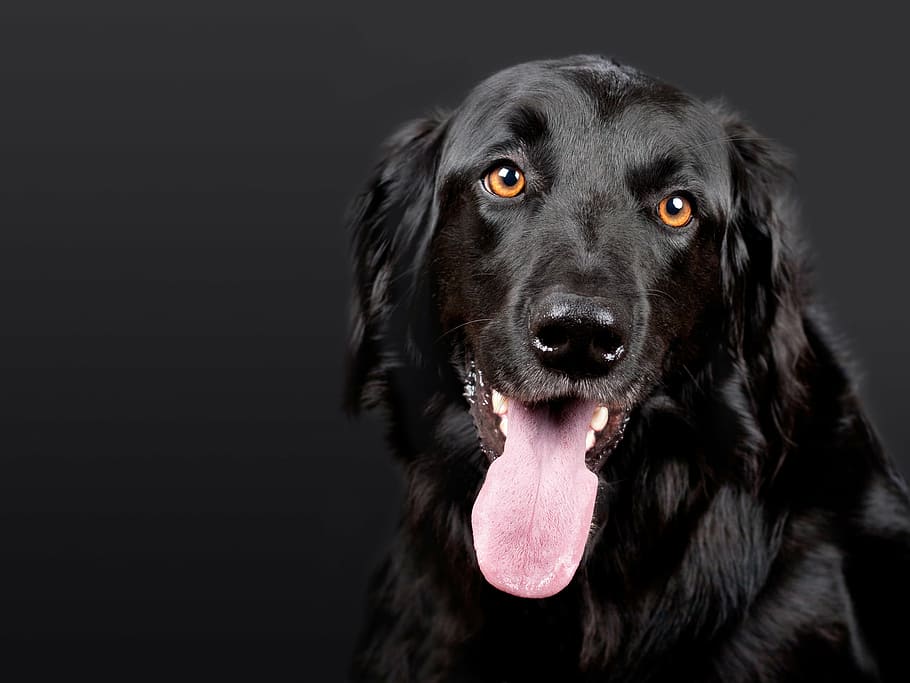 closeup photo of short-coated black dog, hovawart, pet, black background