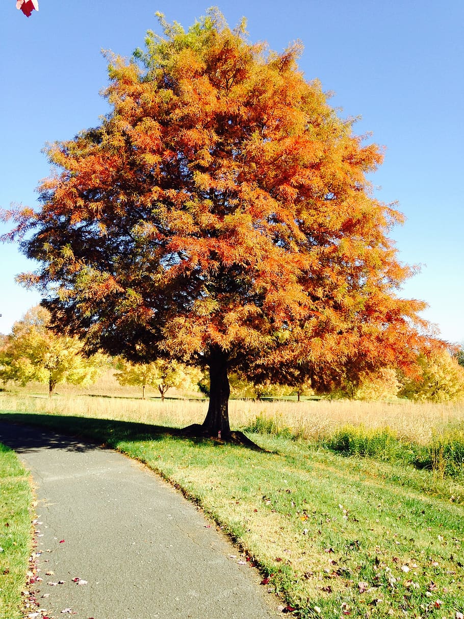 tree, fall, autumn, foliage, plant, change, nature, beauty in nature HD wallpaper