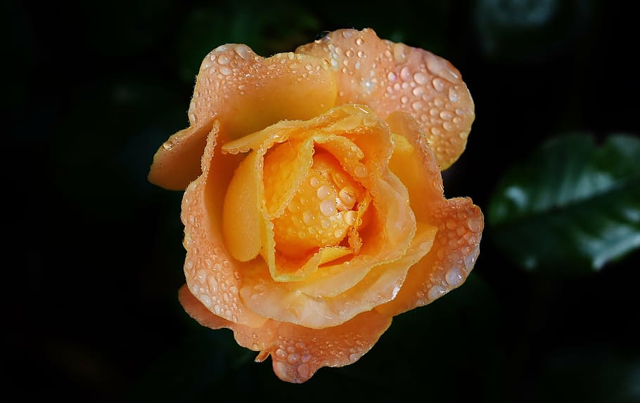 focus photography of orange rose, color, drip, drop of water HD wallpaper