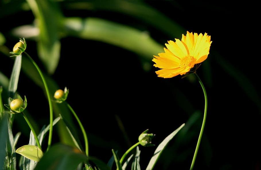 Daisy, Yellow, Flower, Stem, Long, garden, plant, growth, nature HD wallpaper
