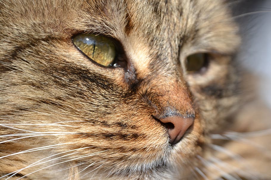cat, mackerel, grey, mieze, domestic cat, animal, cat face HD wallpaper
