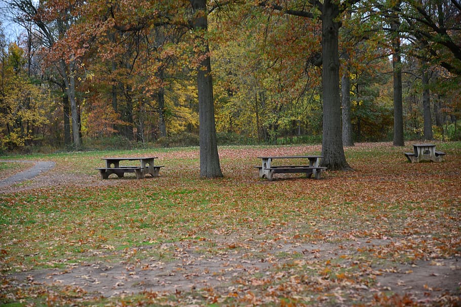 Trees, Fall, park, autumn, nature, no people, forest, day, change HD wallpaper