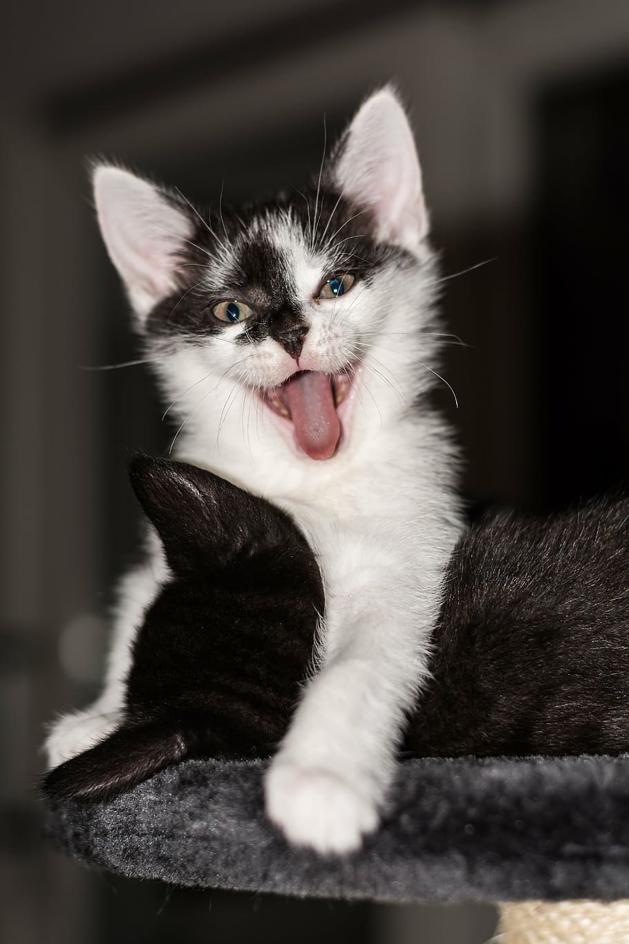 baby black and white cats