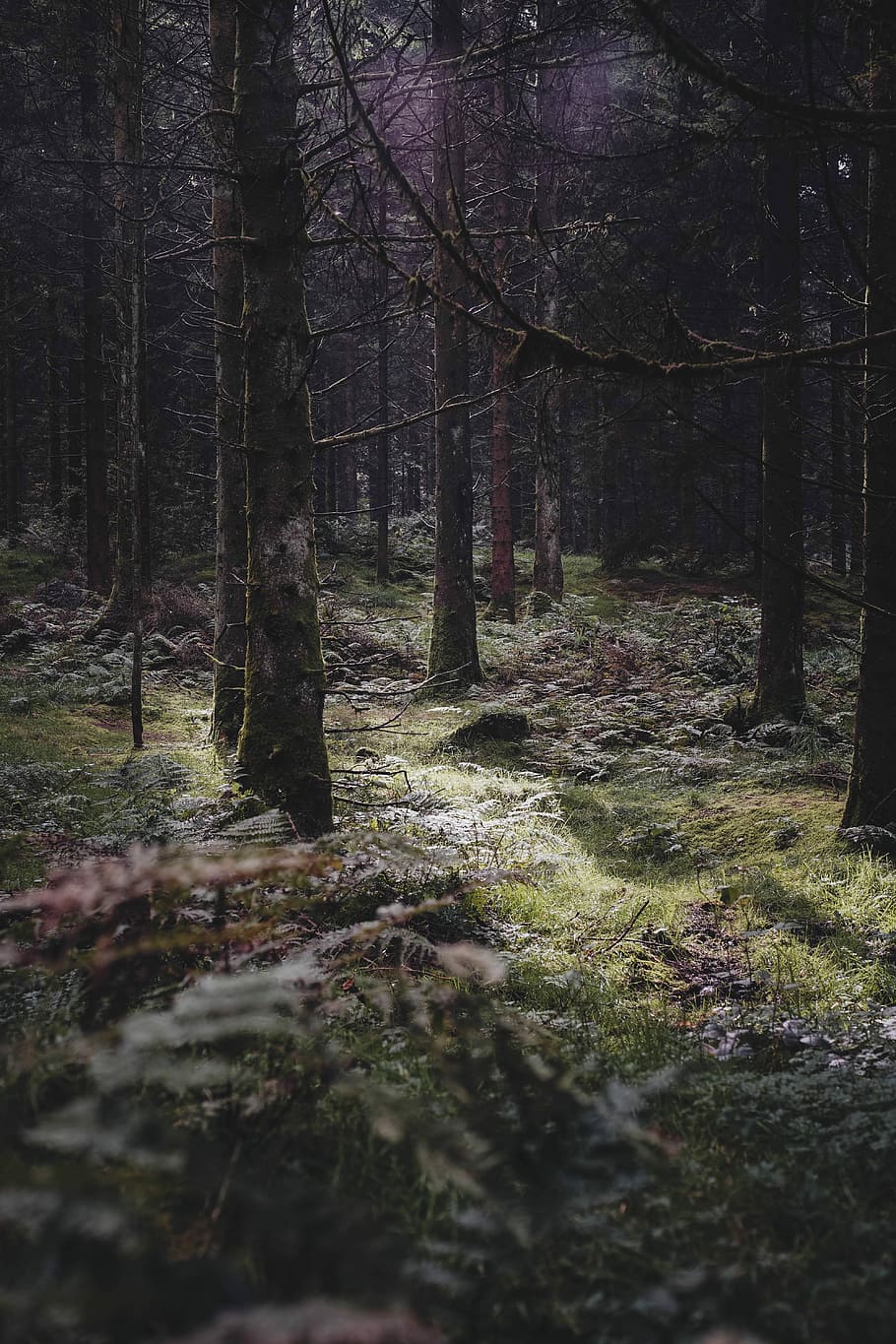 selective focus of trees, woodland, forest, grass, plant, fern HD wallpaper