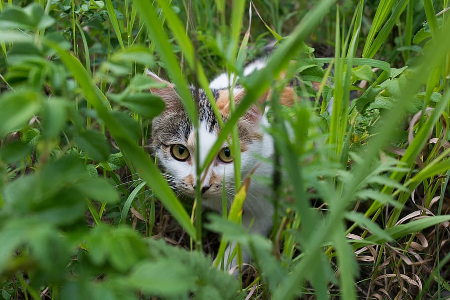 cat, sneaks, hunter, grass, multi color, animal, domestic Cat HD wallpaper