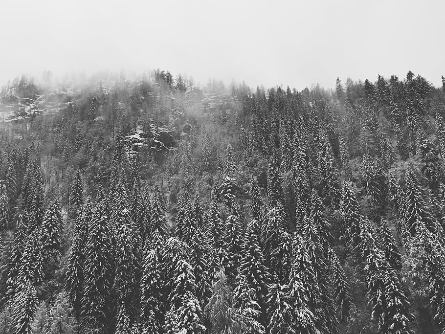 scale grey photography of pine tree forest, grayscale photo tree photography HD wallpaper
