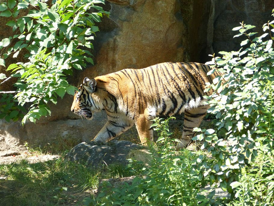 Tiger, Zoo, Cat, Predator, Animal, nature, quality, one animal HD wallpaper