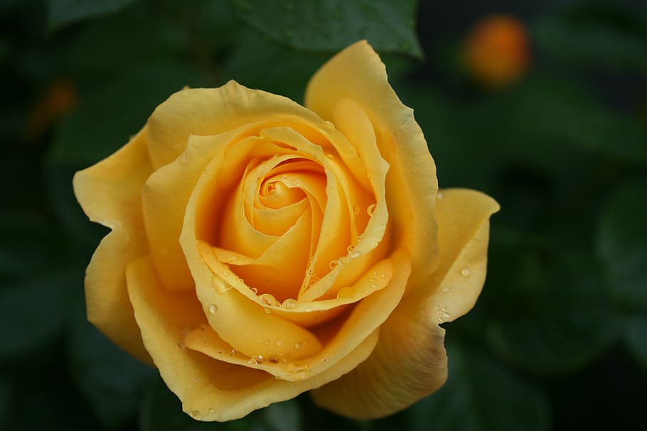 rose, dew, blossom, bloom, rose bloom, beaded, drip, flower HD wallpaper