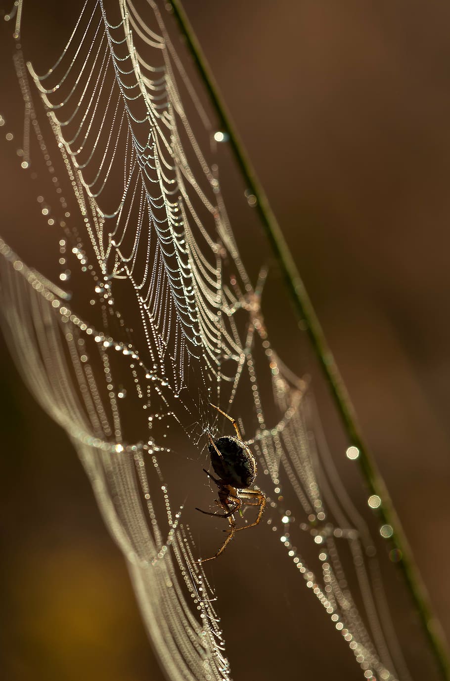 close-up photography of black and brown spider on spiderweb HD wallpaper