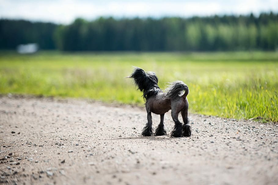 Dog, Chinese Crested, Silhouette, summer, pets, one animal, HD wallpaper