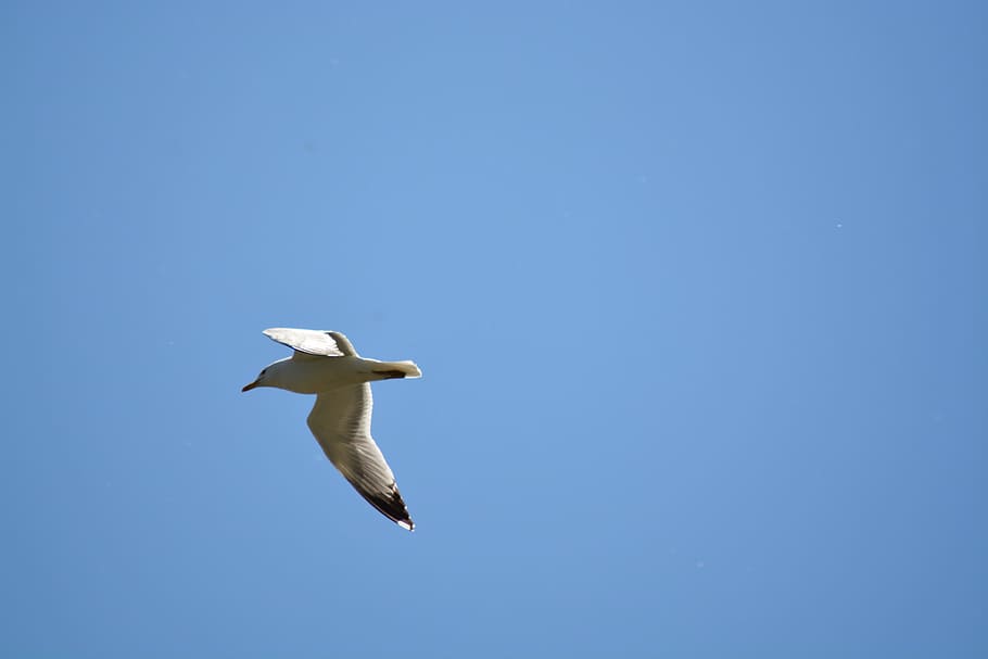 sky, birds, blue, flying, animal themes, animals in the wild HD wallpaper