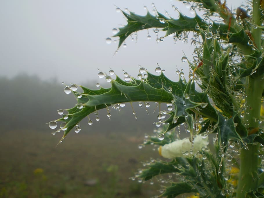 Plants, Drops, Autumn, rain, water, green color, freshness HD wallpaper