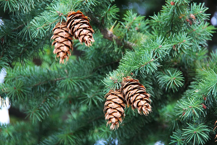 pine cones, pinecone, tree, green, autumn, yellow, orange, leaves HD wallpaper