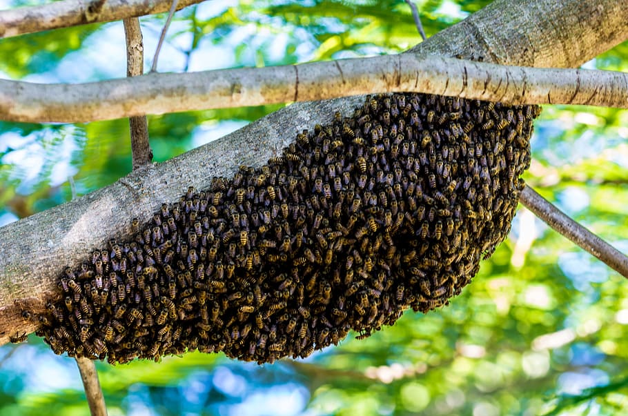 close-up photo of bees on tree, hiking bees, hive, focus on foreground