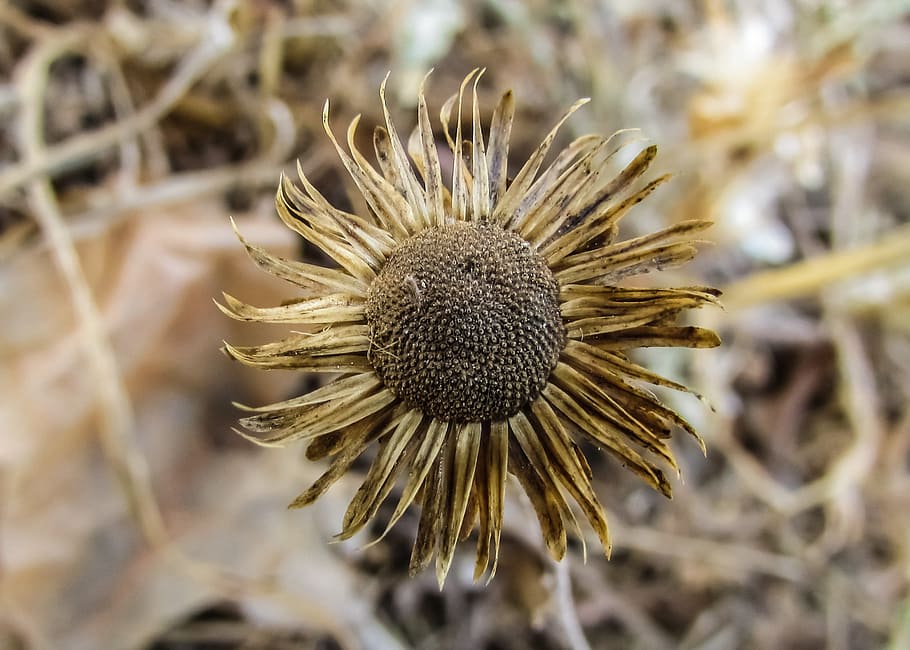 Flower, Dry, Drought, Aridity, Nature, plant, environment, ecology HD wallpaper