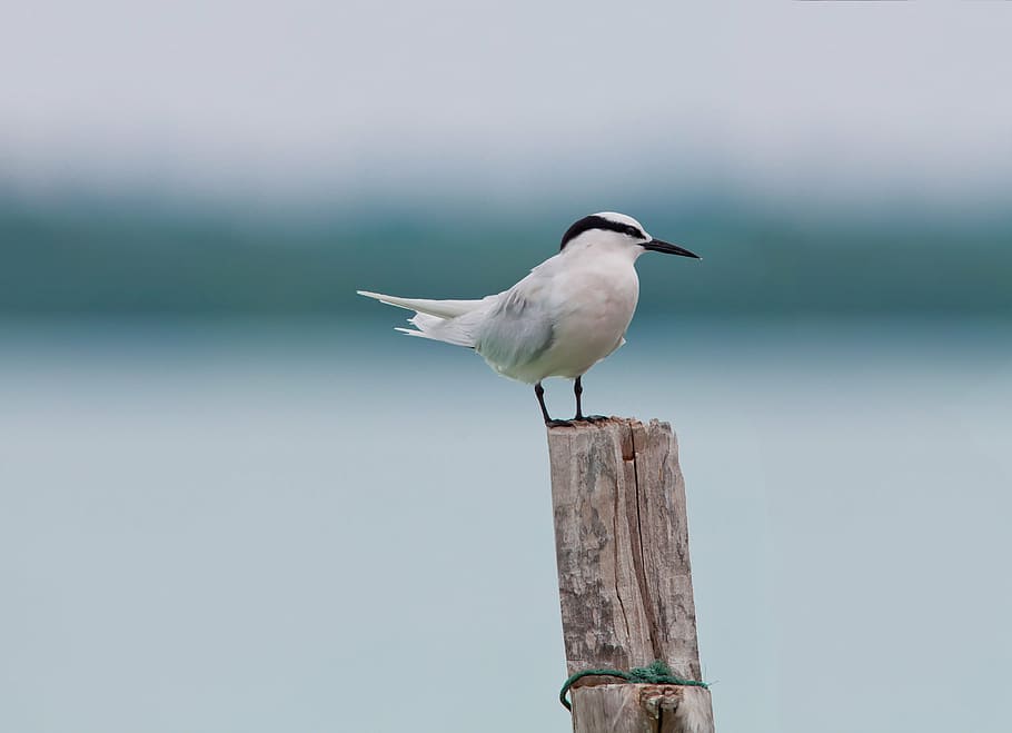 white and black perching on branch, bird, area program services HD wallpaper