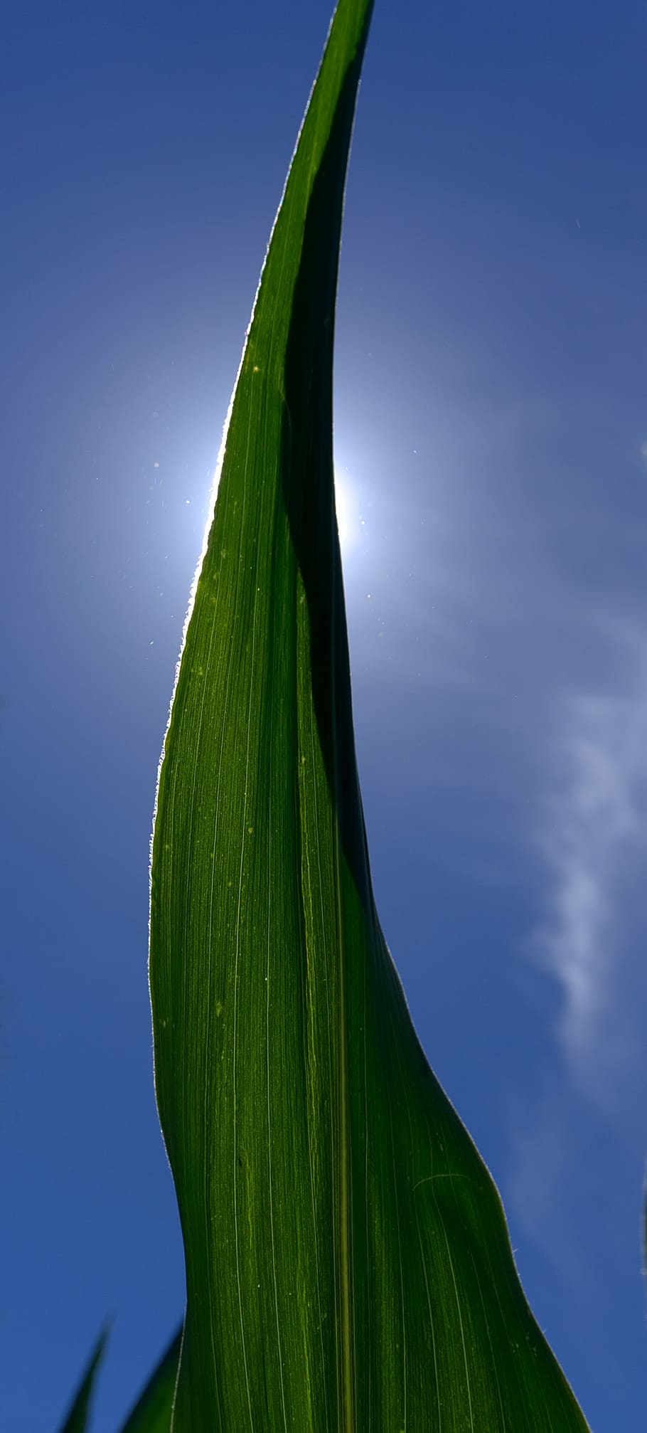 Corn, Leaf, Back Light, Sun, corn leaf, sunbeam, sky, blue HD wallpaper
