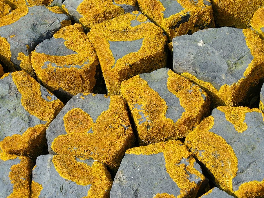 pattern, stones, yellow, mushrooms, patch, abstract, full frame HD wallpaper