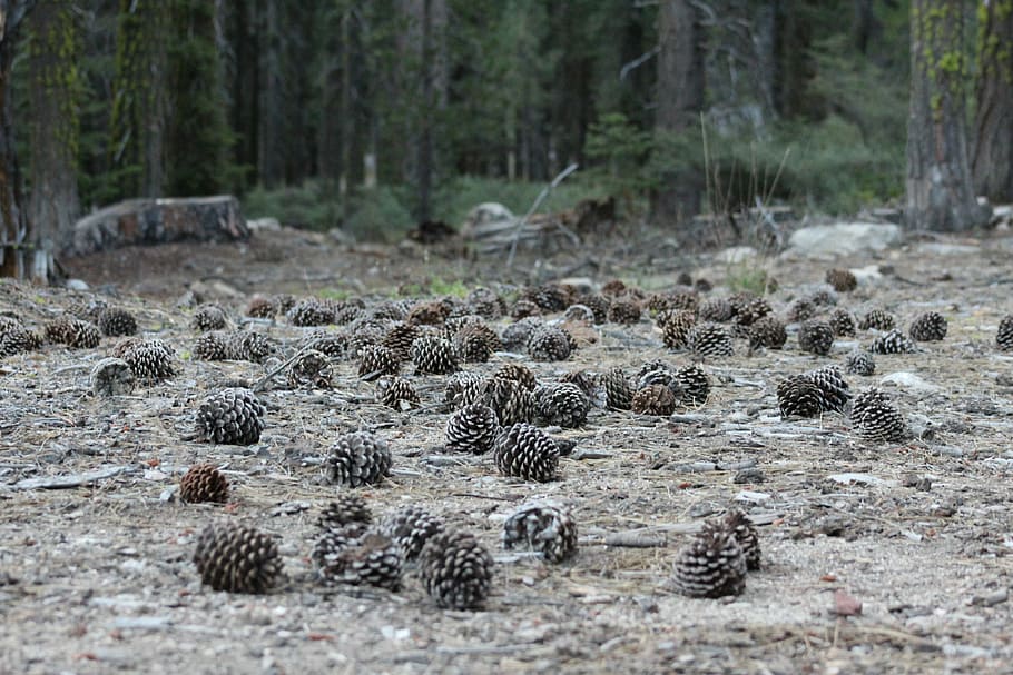 pine cone lot on ground, brown pine cones on grounds, pinecone HD wallpaper