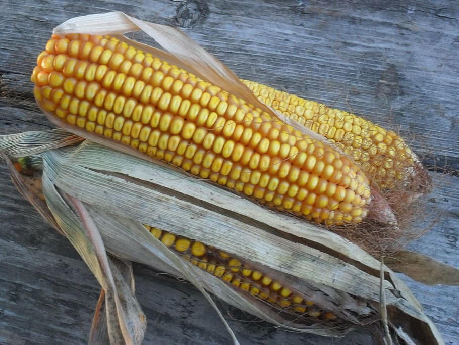 corn, yellow, the ear, autumn, harvest, vegetables, vetegarianskij HD wallpaper