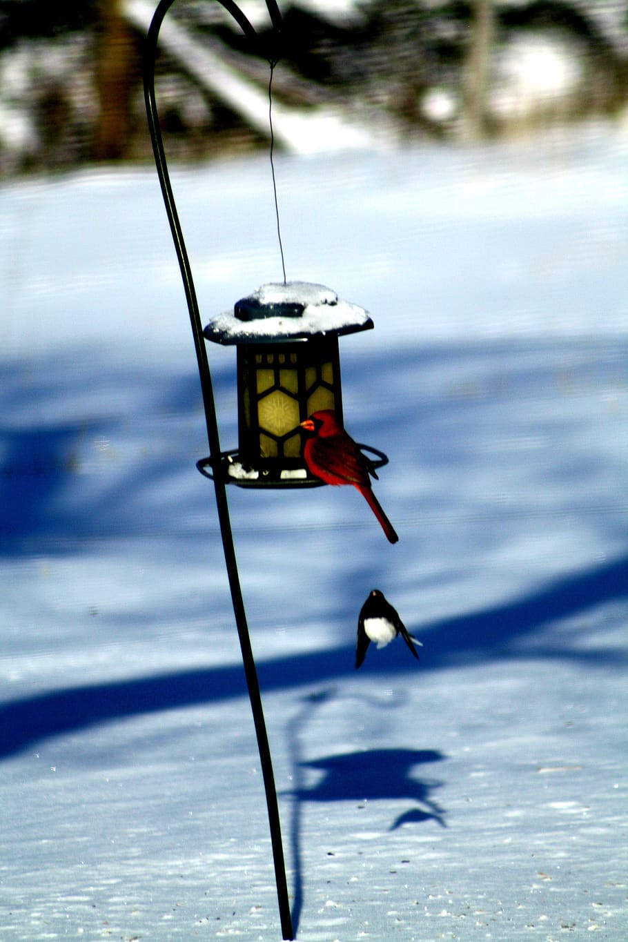 bird, feeder, winter, nature, animal, animals in the wild, animal wildlife HD wallpaper