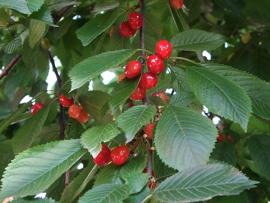 cherry, red, fruit, red fruit, sweet, holidays, food and drink HD wallpaper