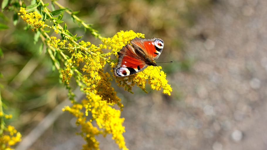 butterfly, animal themes, animal wildlife, insect, one animal HD wallpaper