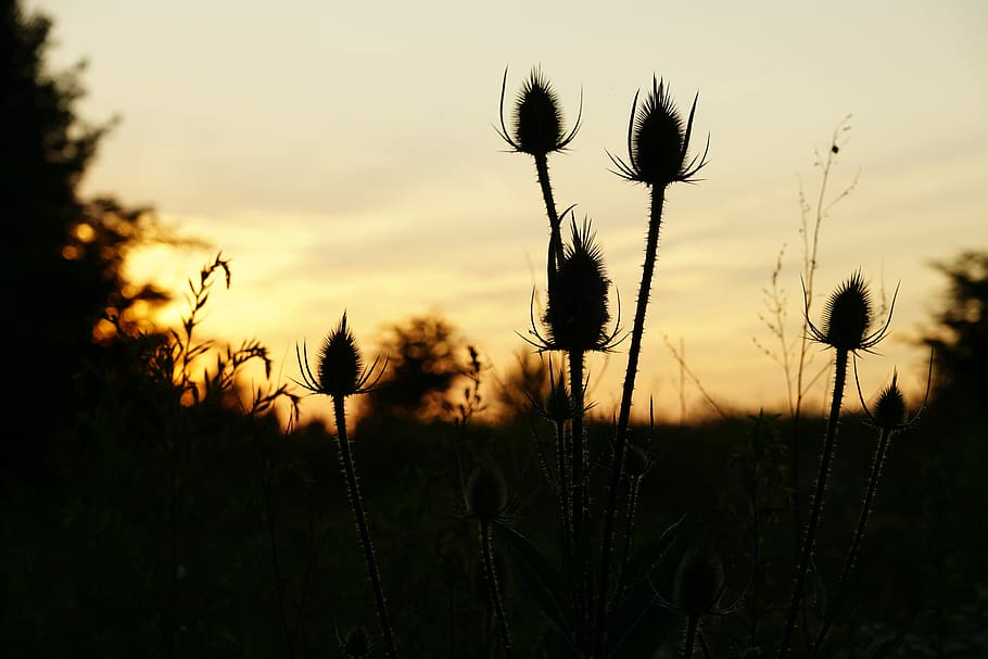 Sunset, Thistle, Silhouette, Mood, Sky, dusk, abendstimmung HD wallpaper