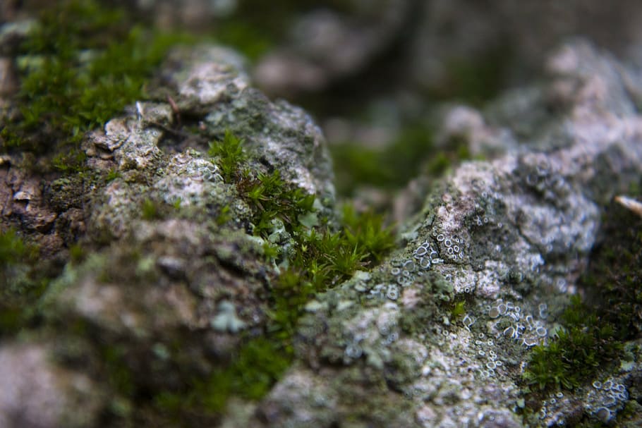 moss, lichen, bark, closeup, nature, forest, selective focus HD wallpaper