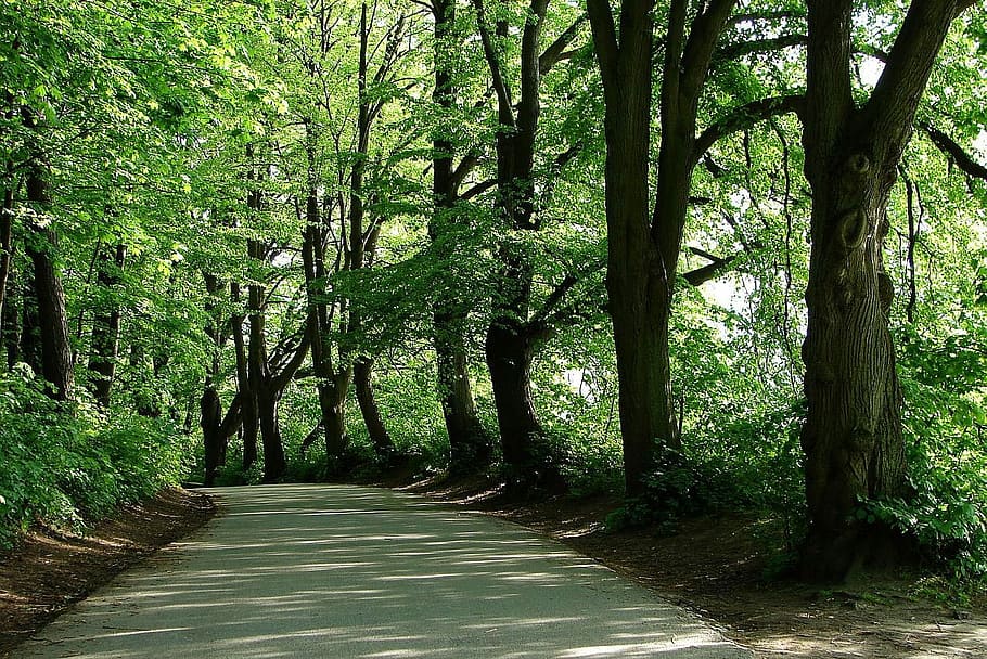 Tree, Forest, Leaves, Shade, Shadow, street, road, way, light HD wallpaper