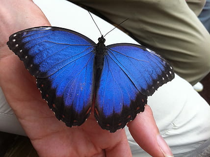 morpho butterfly perched on left human hand at daytime, bug HD wallpaper