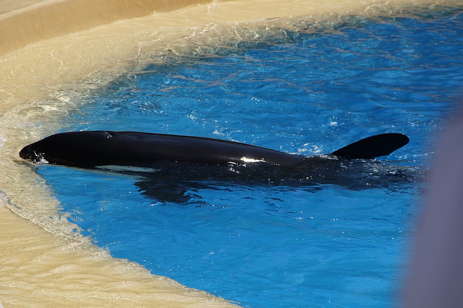killer whale, orca, wal, pool, water, zoo, loropark, cruelty to animals