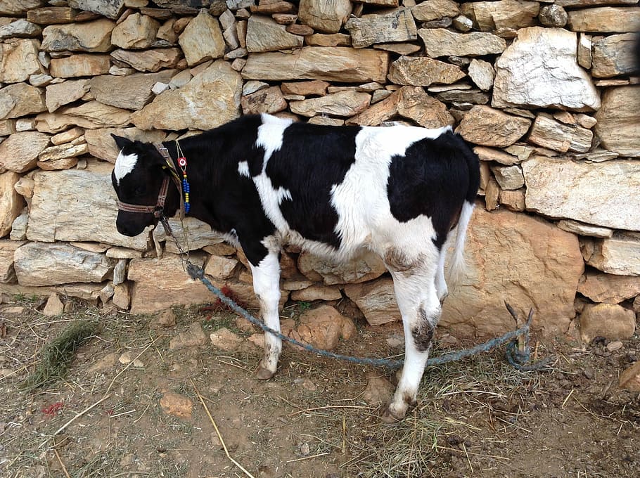 Holstein Cow Images - Free Download on Freepik