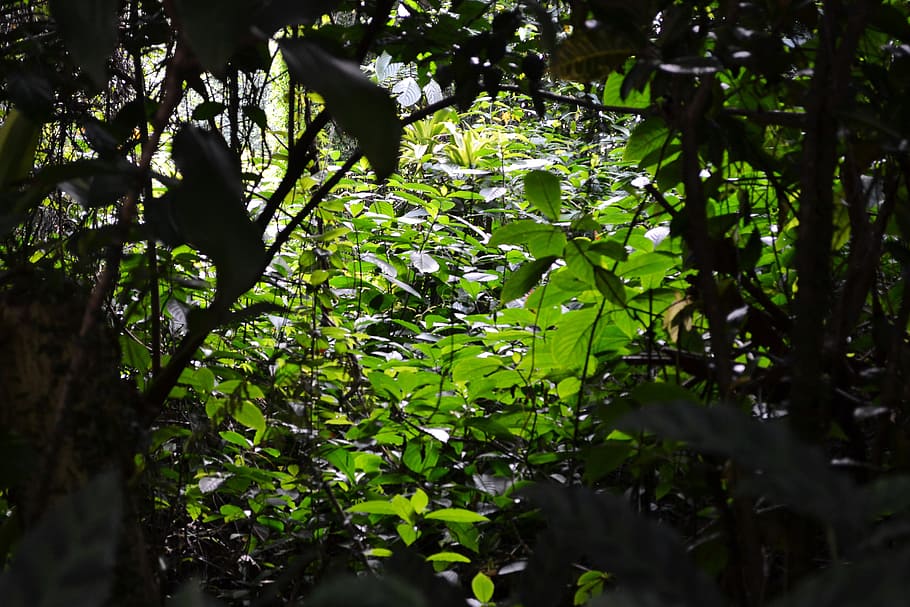 sunlight through leafs, sun light, dark, shadow, plants, shrubs HD wallpaper