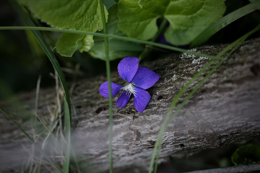flower, nature, bloom, flora, summer, flowering plant, beauty in nature HD wallpaper
