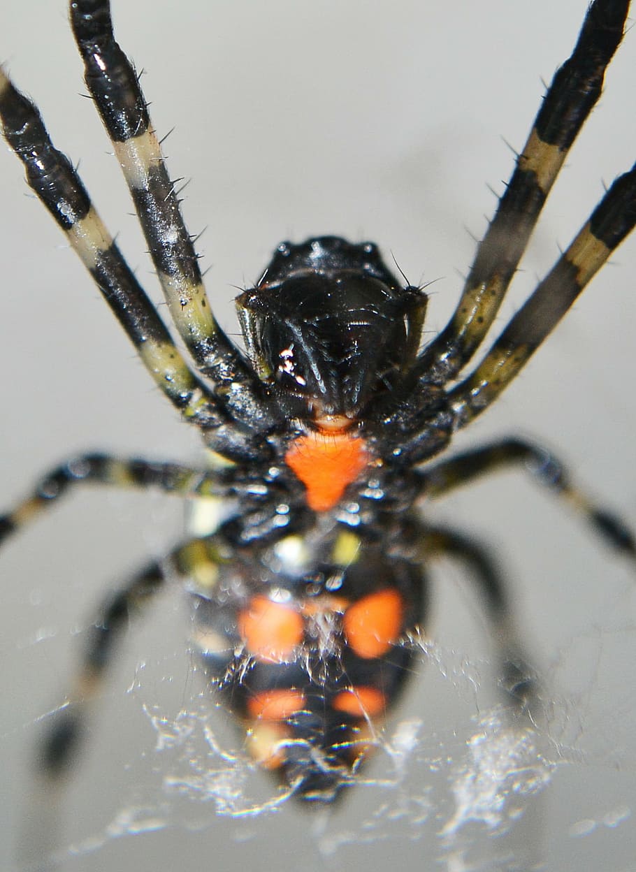spider, spotted spiders, tiger nail spider, poison, dangerous, HD wallpaper