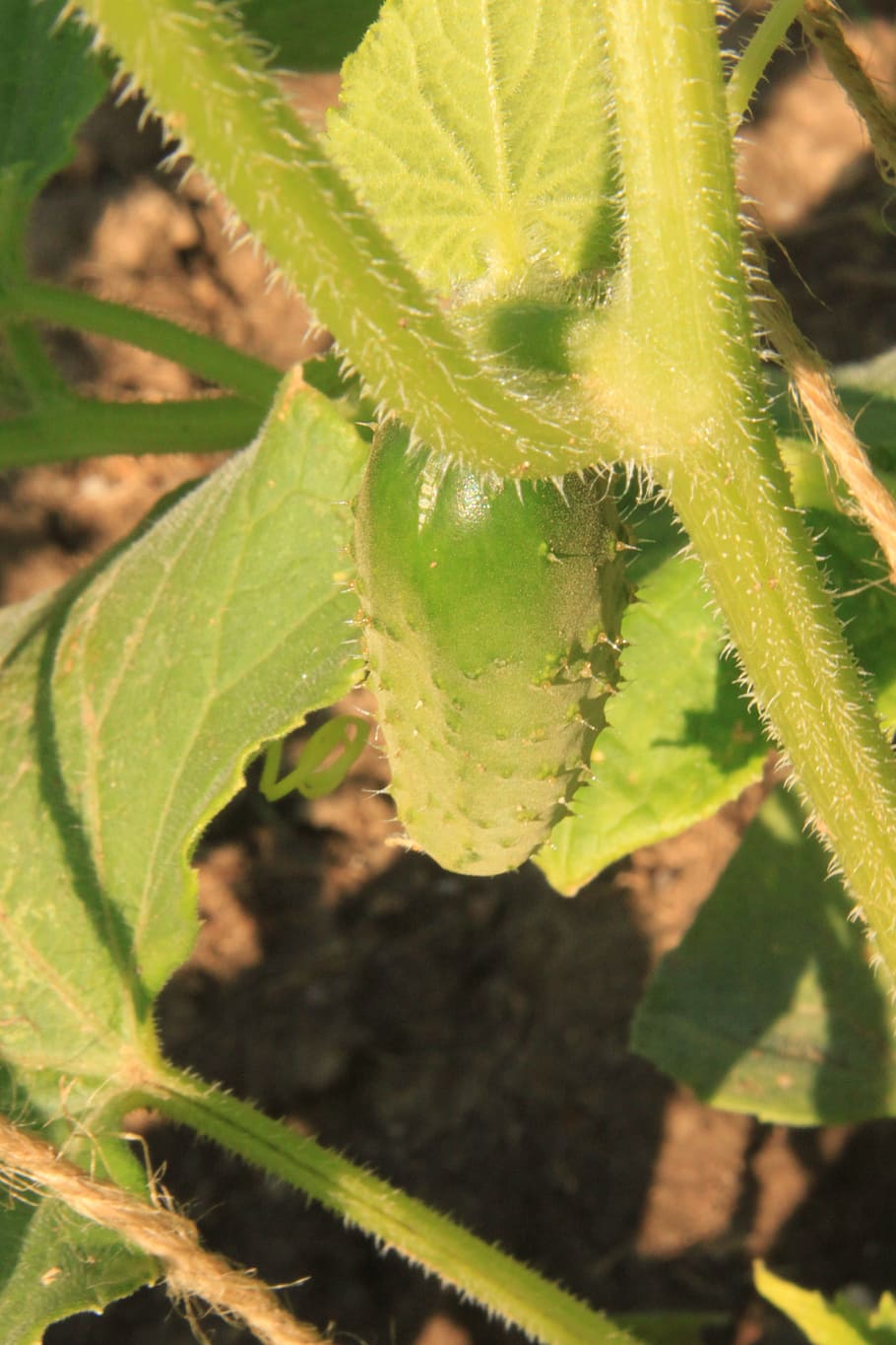 Cucumbers, Plant, Vine, Climber, Stem, leaves, vegetable, garden HD wallpaper